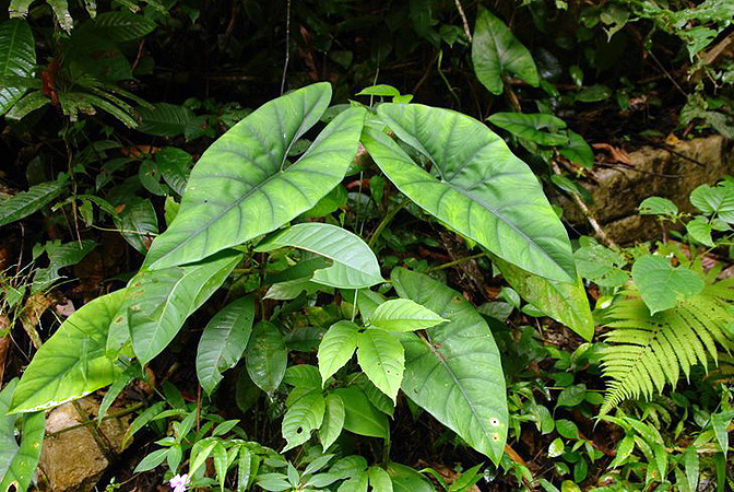 Alocasia inopinata