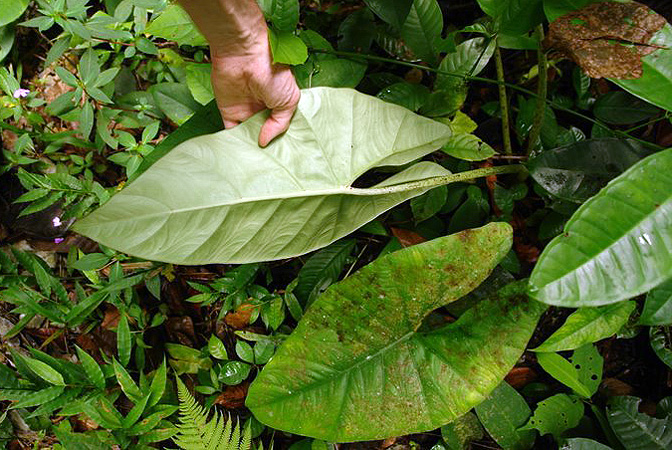 Alocasia inopinata