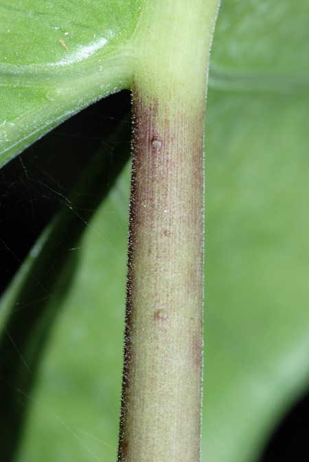 Alocasia inornata