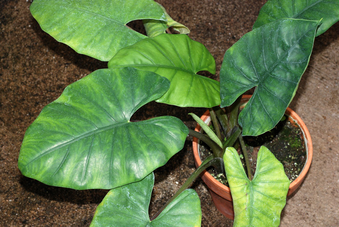 Alocasia inornata
