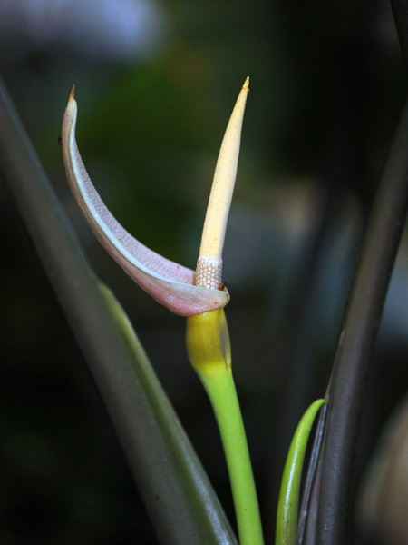 Alocasia inornata
