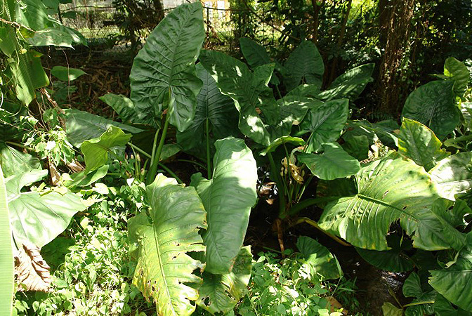 Alocasia inornata