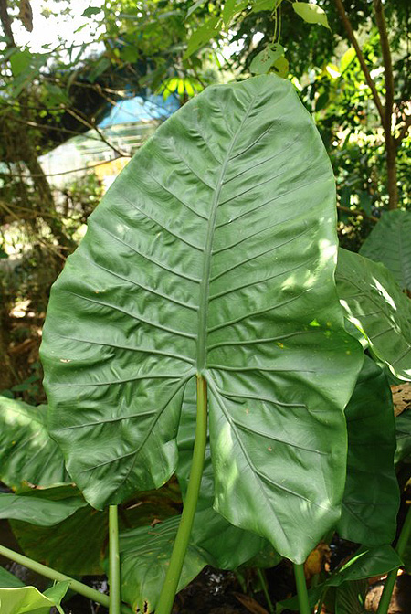 Alocasia inornata