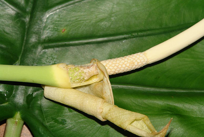 Alocasia inornata