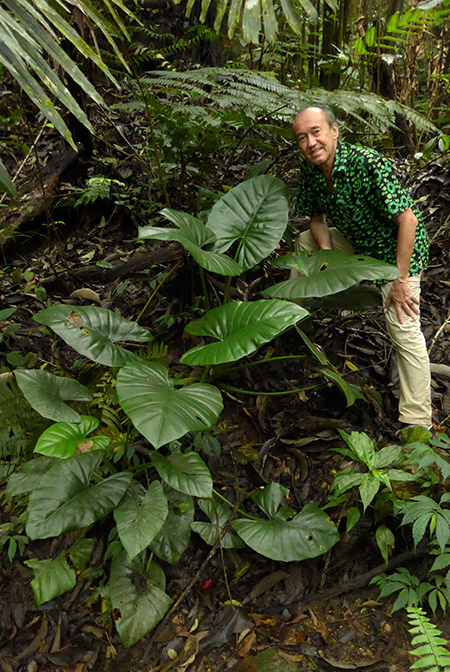 Alocasia inornata