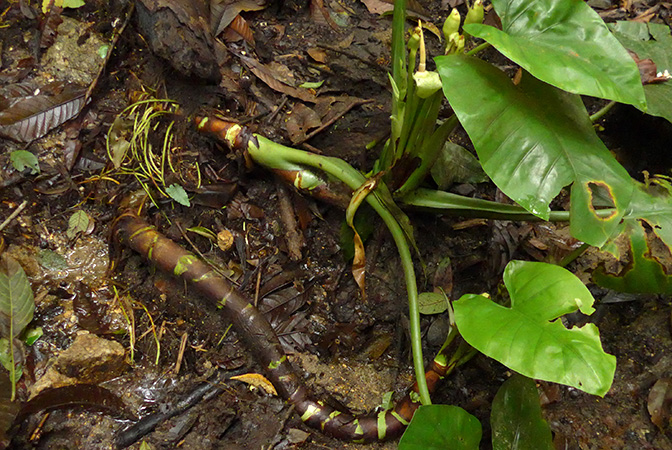 Alocasia inornata