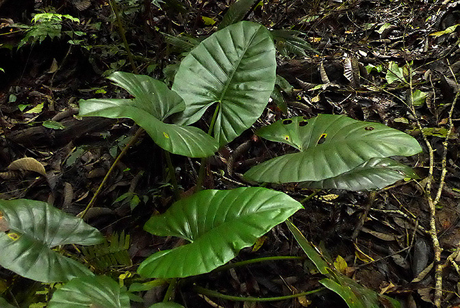 Alocasia inornata