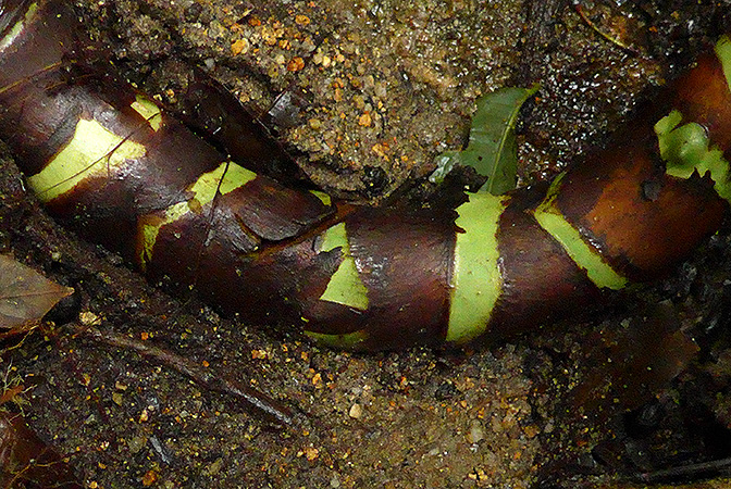 Alocasia inornata