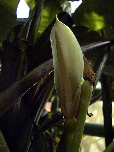Alocasia inornata
