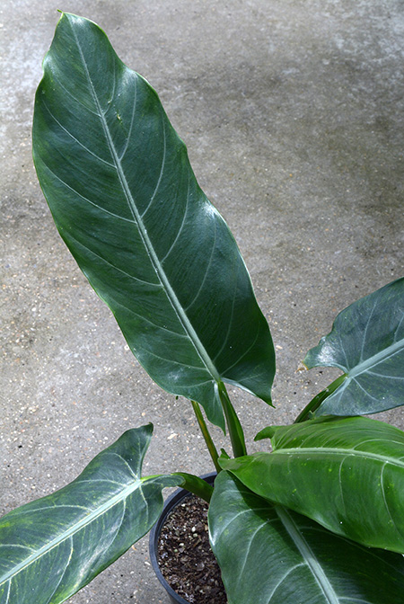 Alocasia lancifolia