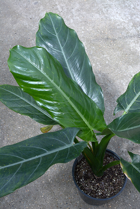 Alocasia lancifolia