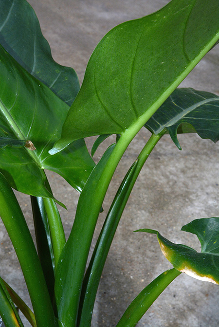 Alocasia lancifolia