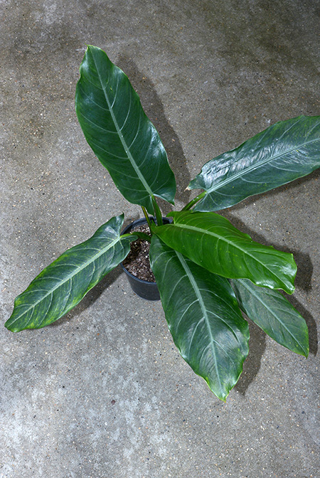 Alocasia lancifolia