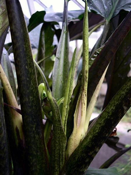 Alocasia lauterbachiana