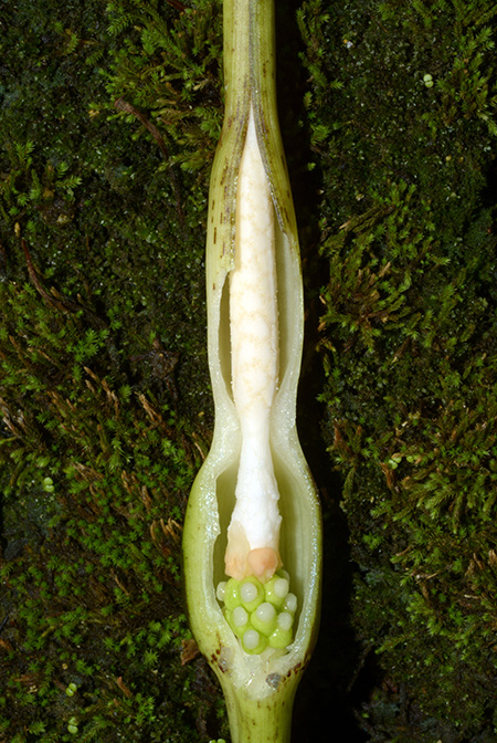 Alocasia lauterbachiana