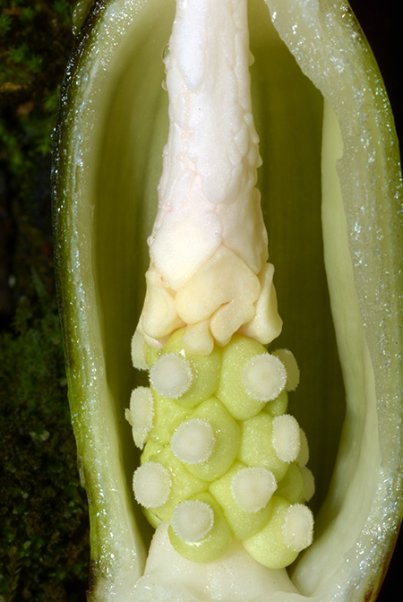Alocasia lauterbachiana