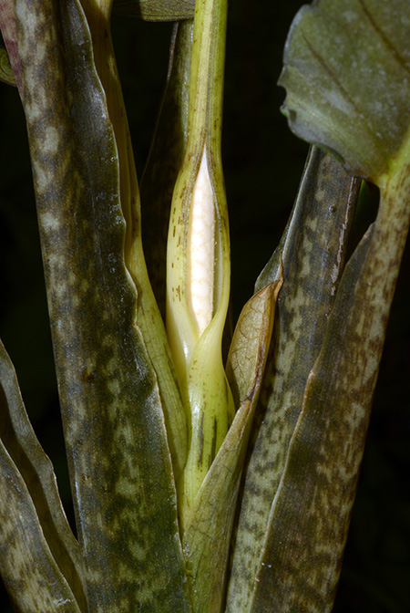 Alocasia lauterbachiana