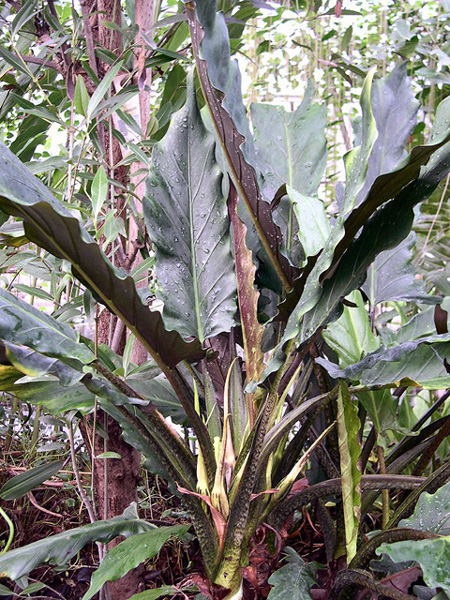 Alocasia lauterbachiana