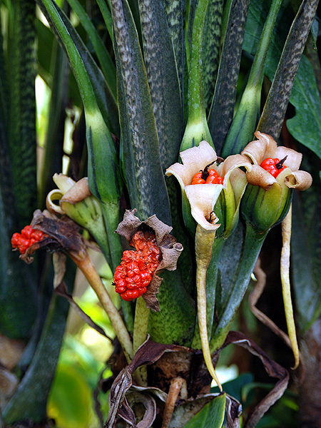 Alocasia lauterbachiana