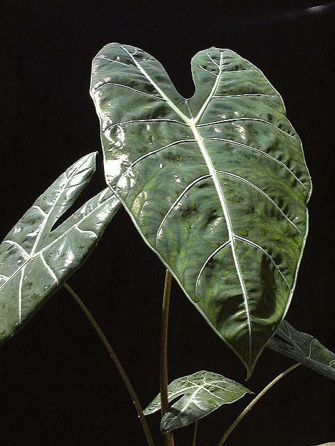 Alocasia longiloba