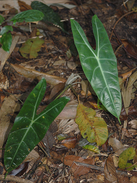 Alocasia longiloba