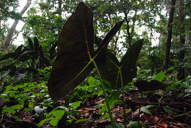 Alocasia longiloba