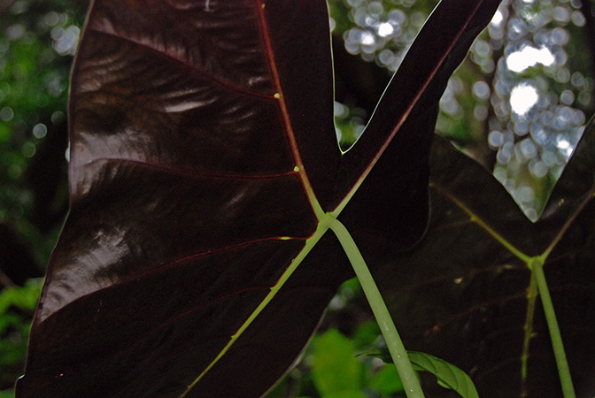 Alocasia longiloba