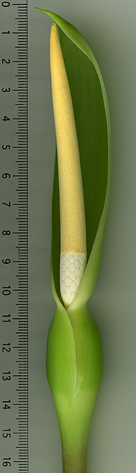 Alocasia longiloba