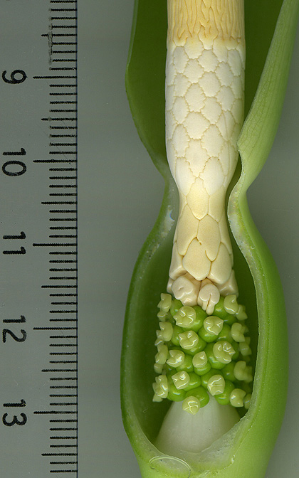 Alocasia longiloba