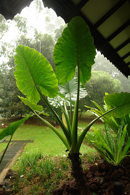 Alocasia macrorrhizos