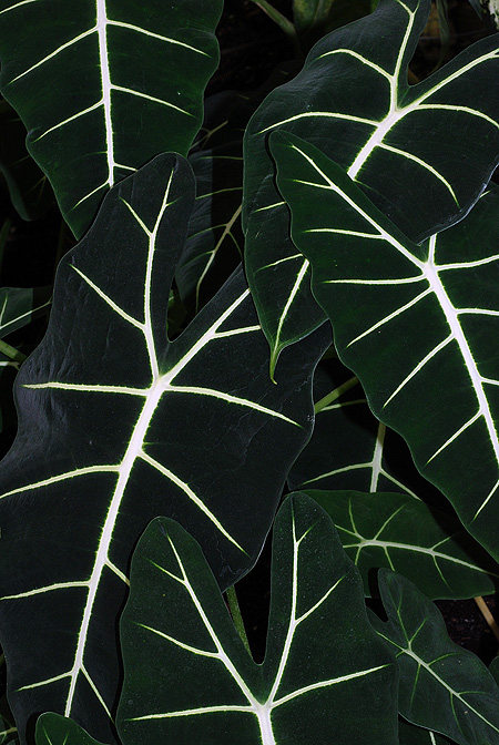 Alocasia micholitziana