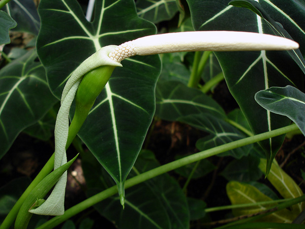 Alocasia micholitziana