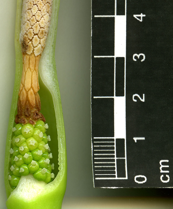 Alocasia monticola