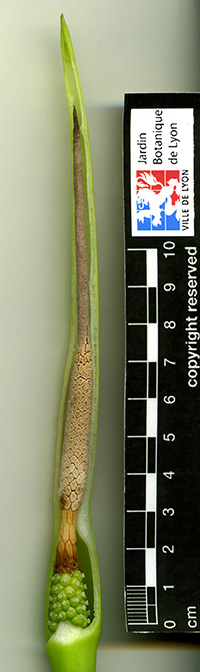 Alocasia monticola