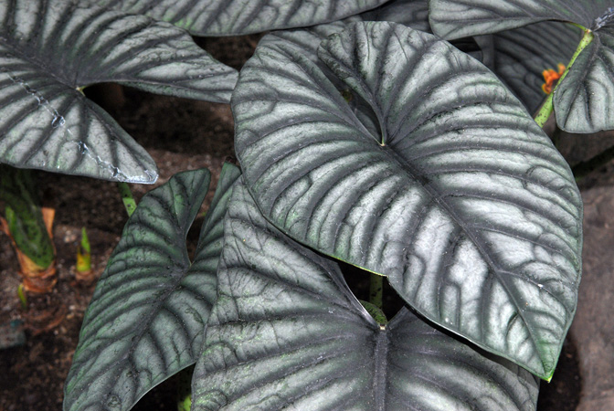 Alocasia nebula