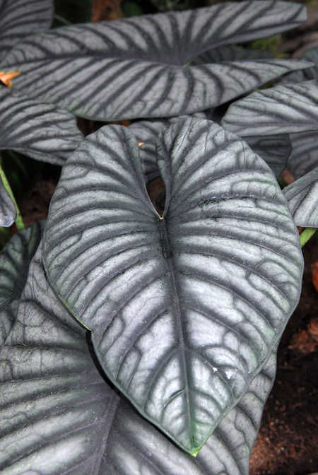 Alocasia nebula