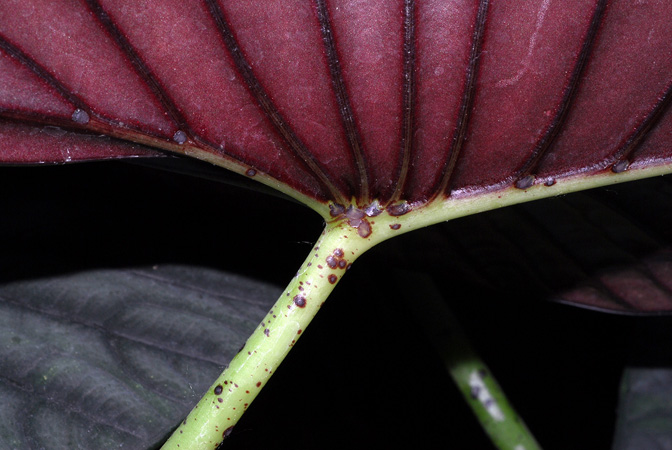Alocasia nebula