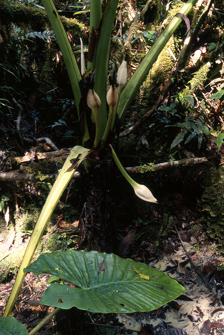 Alocasia nicolsonii