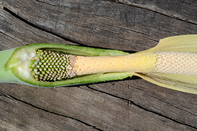 Alocasia odora