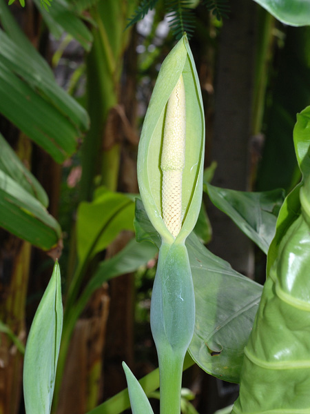 Alocasia odora