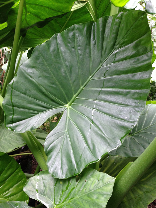 Alocasia odora