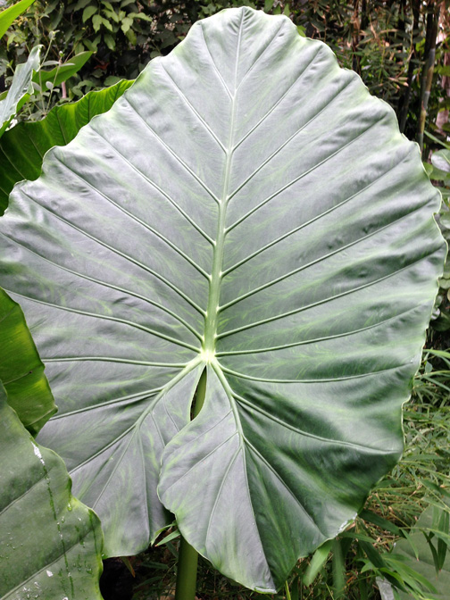 Alocasia odora