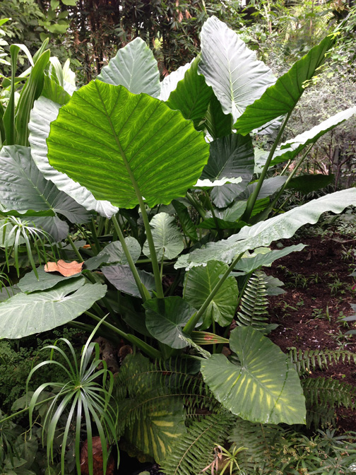 Alocasia odora
