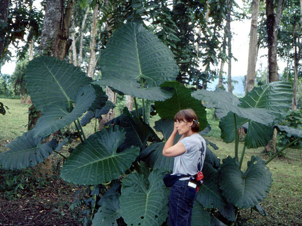 Alocasia odora
