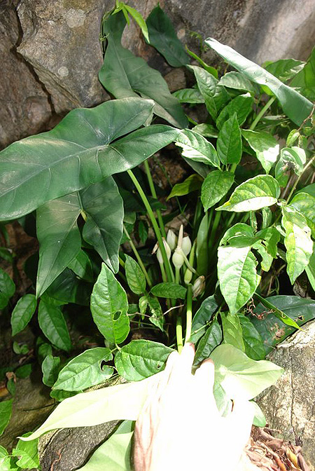 Alocasia pangeran