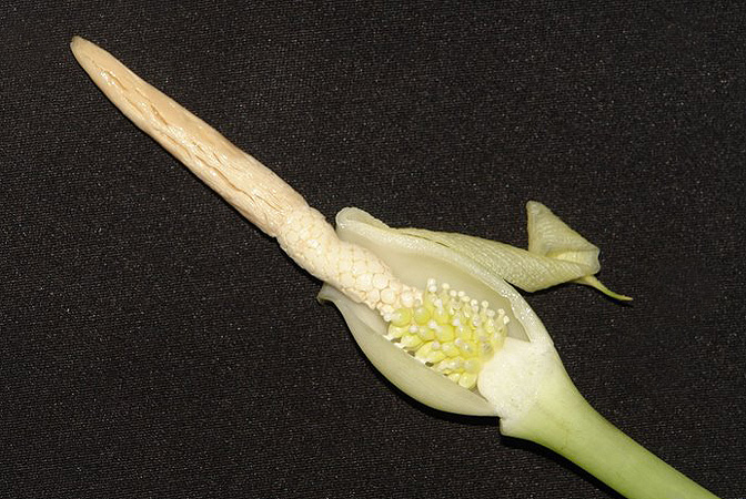 Alocasia pangeran