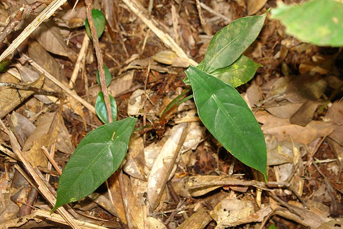 Alocasia peltata