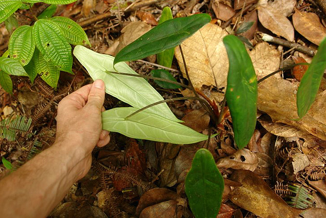 Alocasia peltata