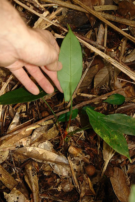 Alocasia peltata