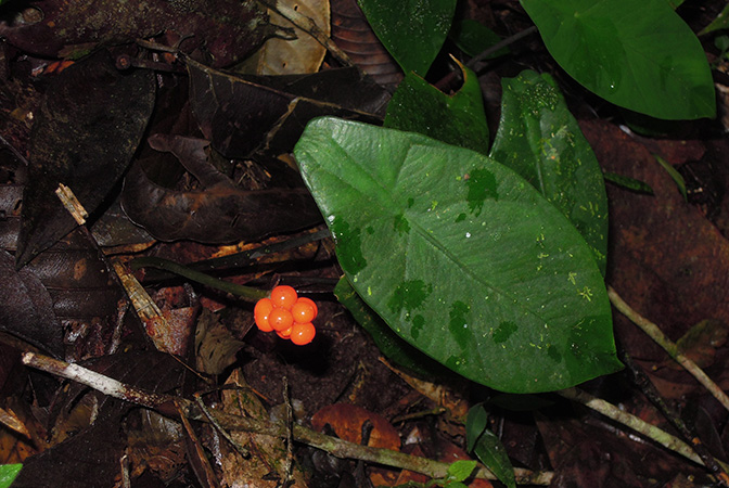 Alocasia peltata